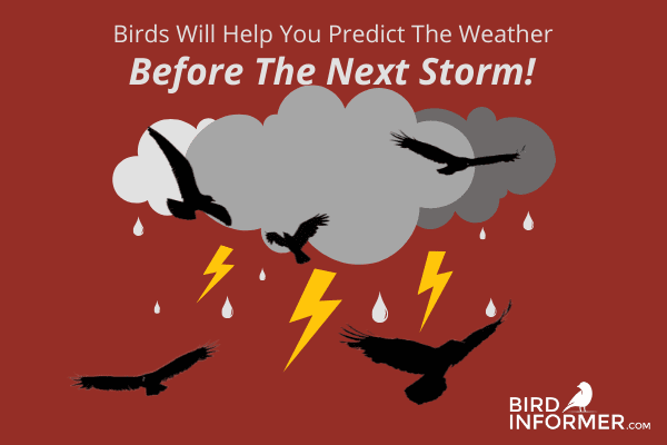 bird behavior before a storm