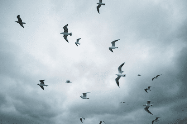 seagulls flying before dark clouds
