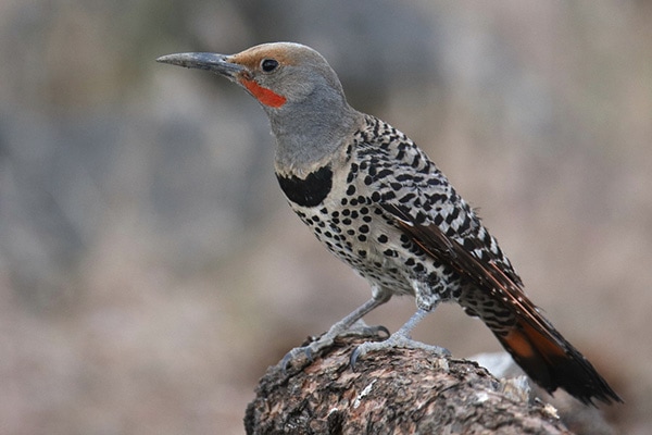 Northern Flicker