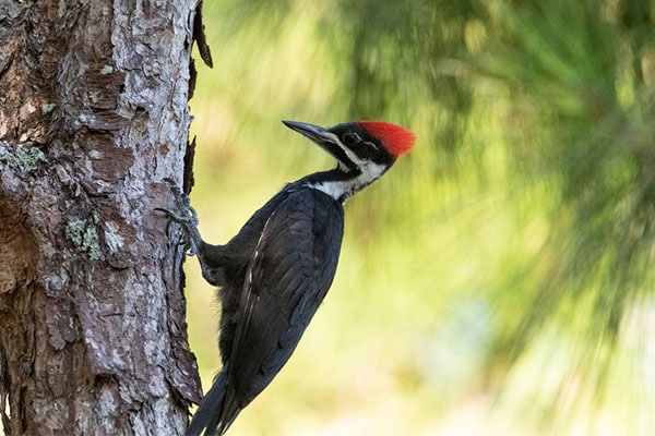 Pileated Woodpecker