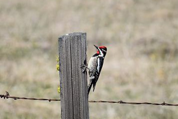 Red naped Sapsucker on wooden fence post