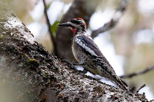 Red-naped Sapsucker