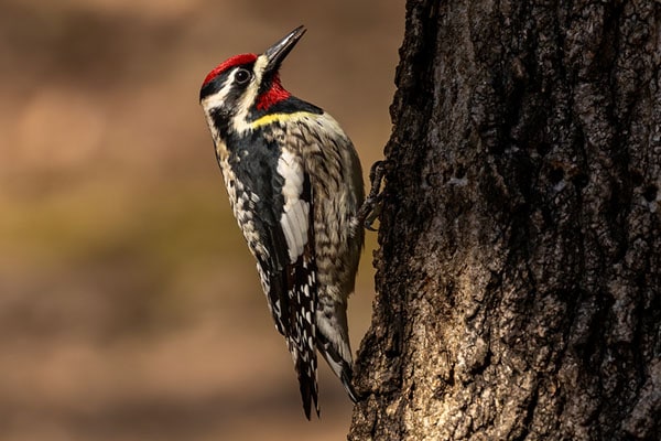 Yellow bellied Sapsucker Bird Facts