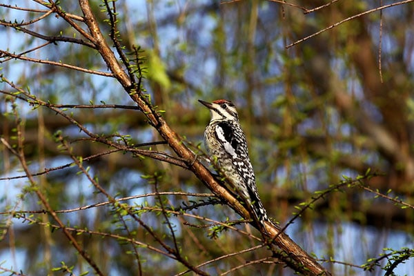 Yellow bellied Sapsucker