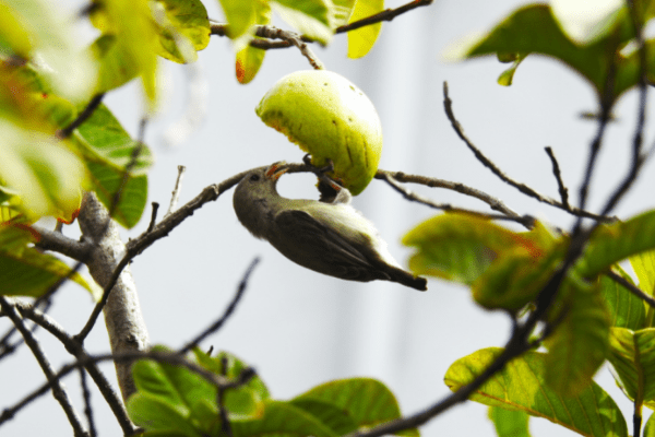 bird eating fruit off of tree branch