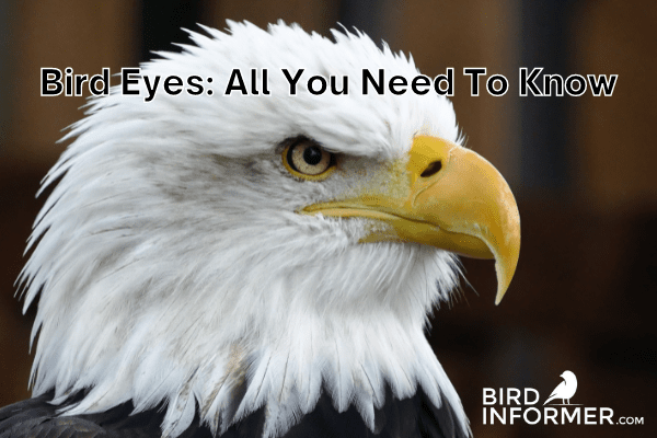 Why Are Bird Eyes So Large And How Do They Function?