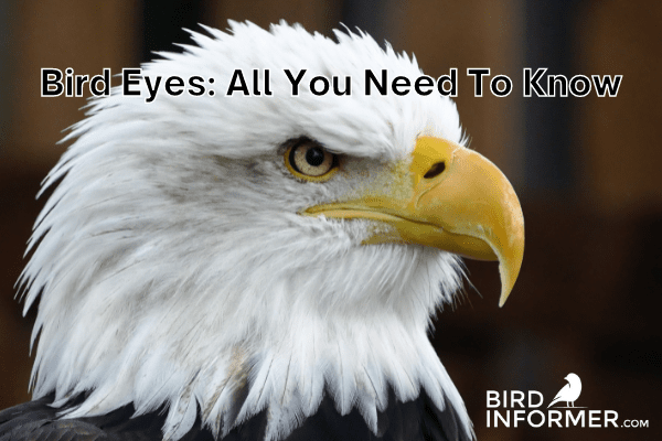 bird eyes