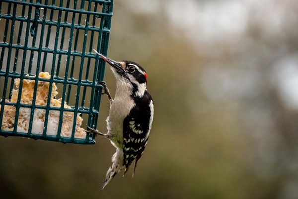 bird on green suet feeder