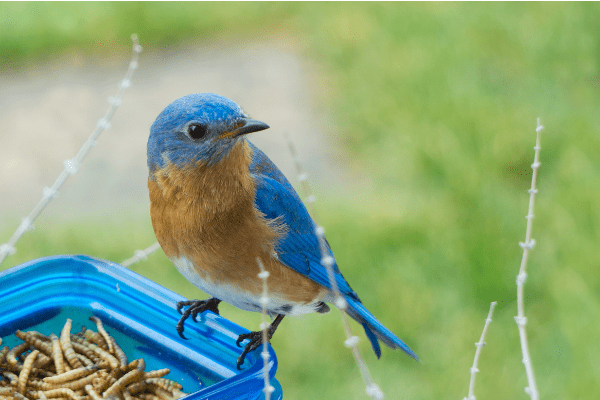 bird perched on blue feeder