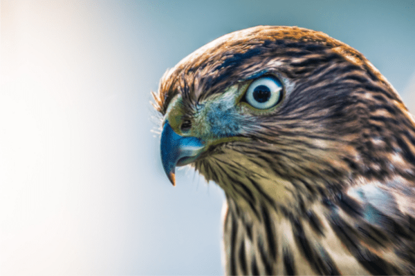 close up of hawk