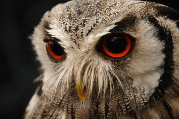 close up of owl with orange eyes