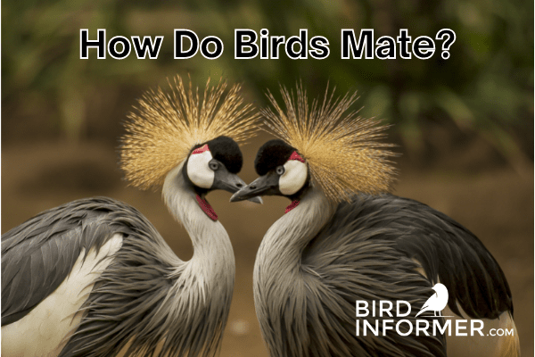 How Do Birds Mate? Mating Age, Seasons, And More