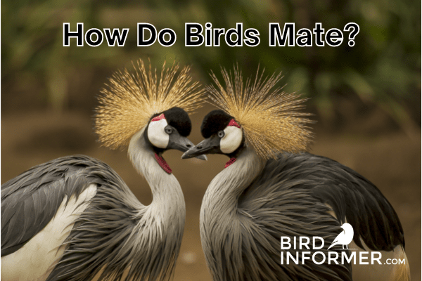 how do birds mate