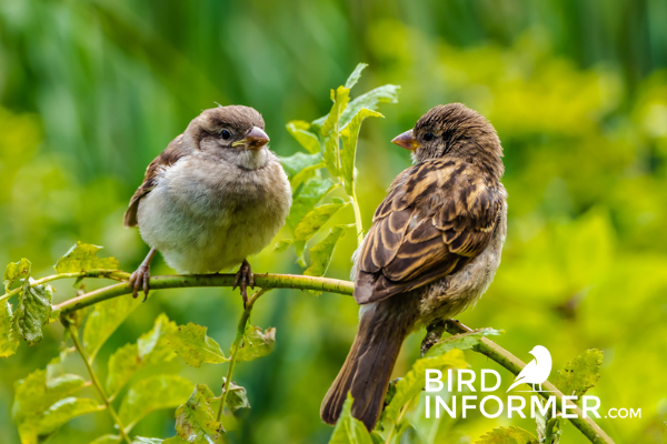 how to keep sparrows away