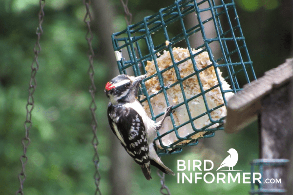 How To Squirrel-Proof Suet Feeders