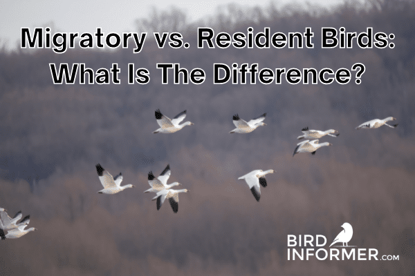 Migratory vs. Resident Birds: What Is The Difference?