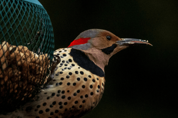northern flicker on bird feeder