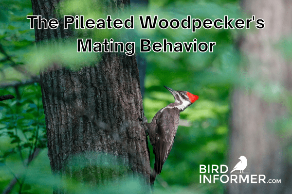 Pileated woodpecker mating Behavior