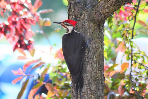 pileated woodpecker on a tree