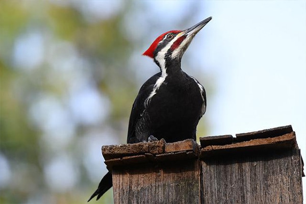 pileated woodpecker on wooden post