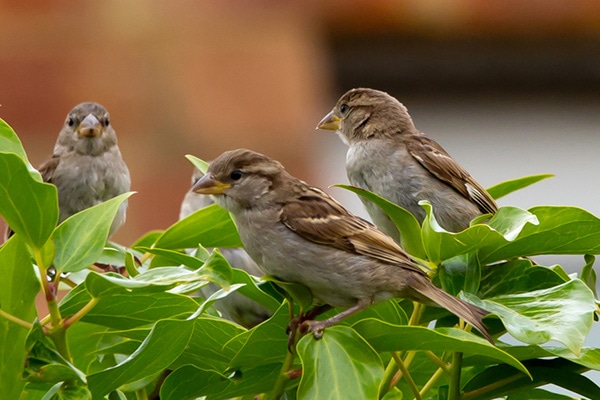 sparrows perched on a tree