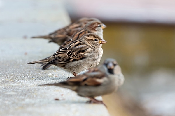sparrows sitting on concrete