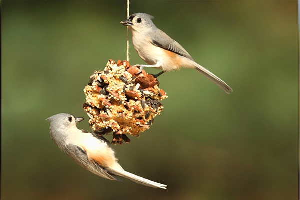 two birds on round suet feeder