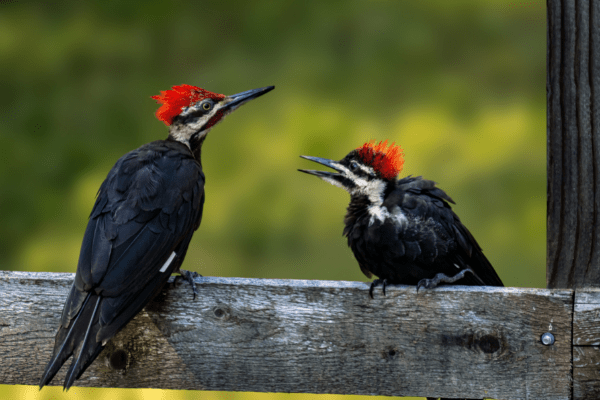 two pileated woodpeckers perched on wooden fence