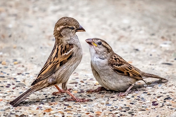 two sparrows looking at each other