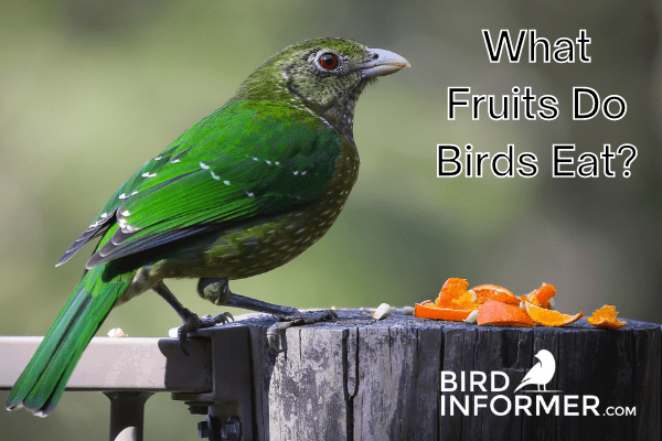 What Fruits Do Birds Eat? What Fruits Should You Put Out For Birds?