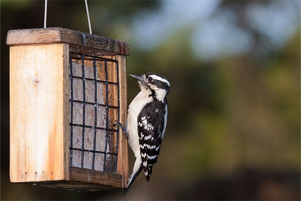 woodpecker on suet feeder