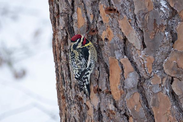 yellow bellied sapsucker on the ground