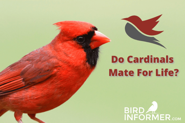 Do Cardinals Mate For Life? Get The Truth Here!