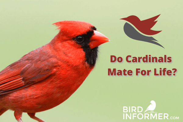 do cardinals mate for life