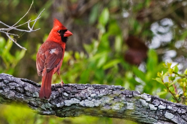 single cardinal sitting on a big tree branch