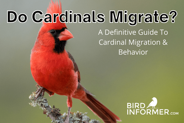 Do Cardinals Migrate? An In-Depth Look At Cardinal Migration Facts