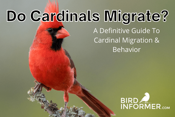 Do Cardinals Migrate