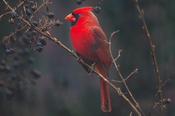 Red Cardinal Meaning