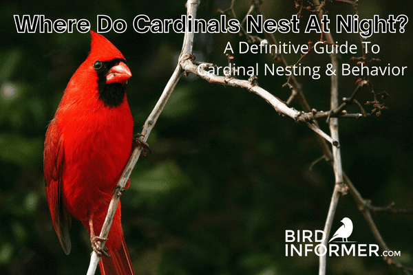 Where Do Cardinals Nest At Night?