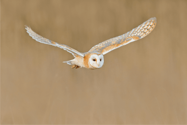 barn owl barn owl