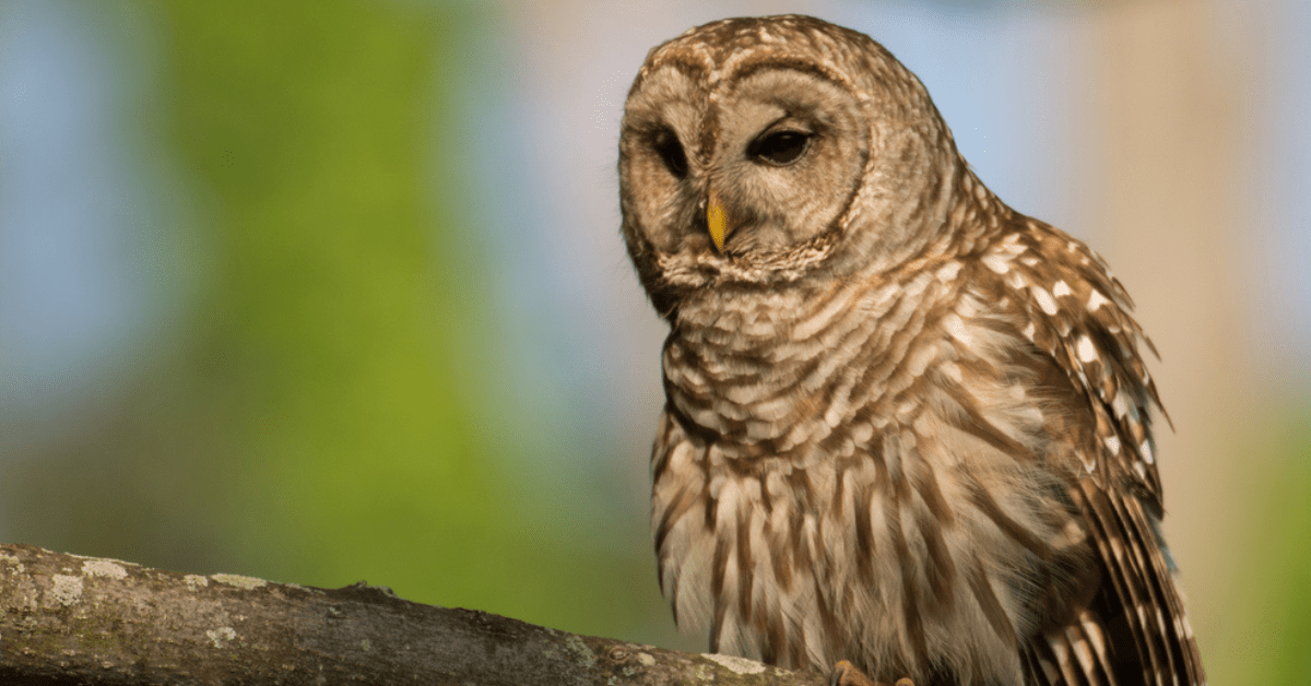 Barred owl Bird Informer