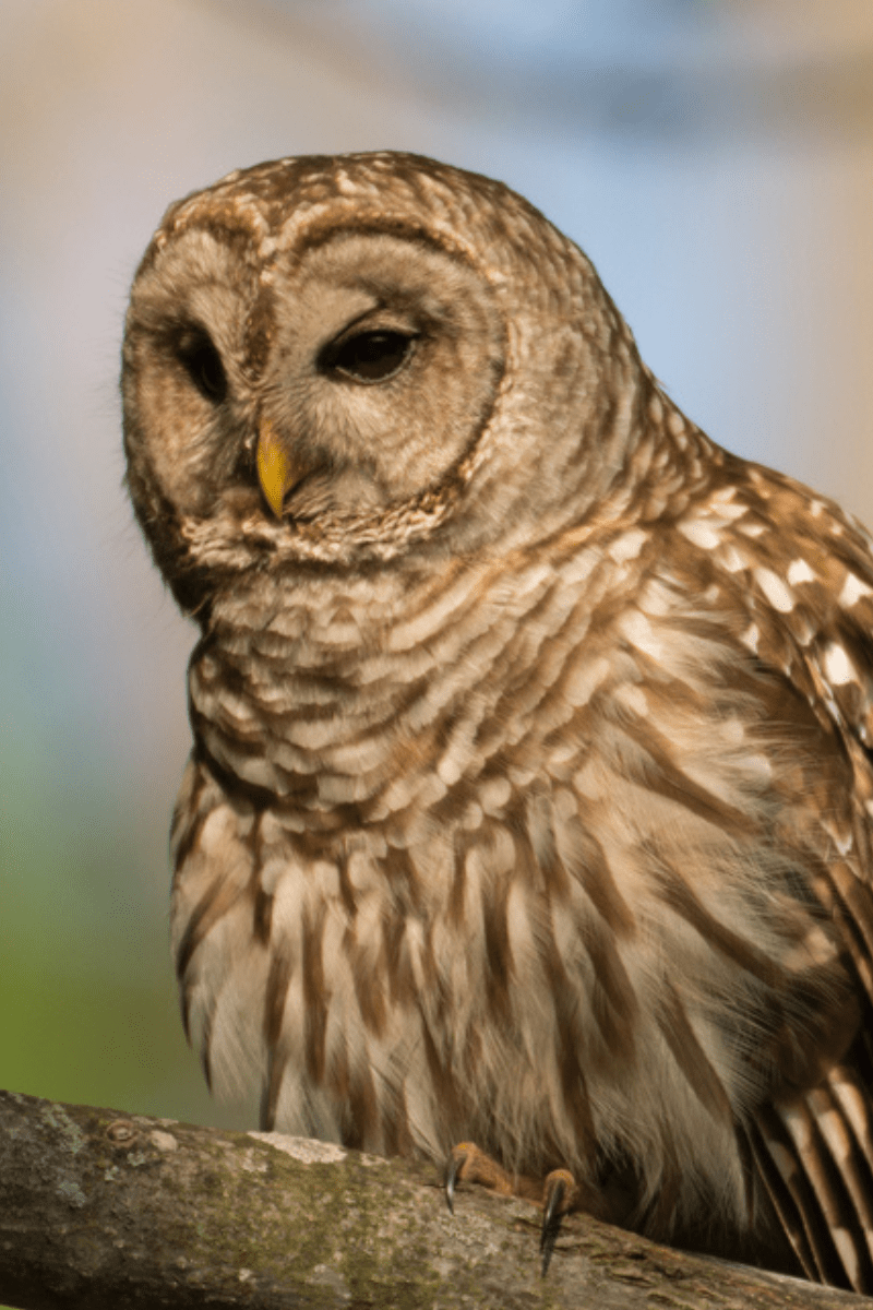 barred owl PIN