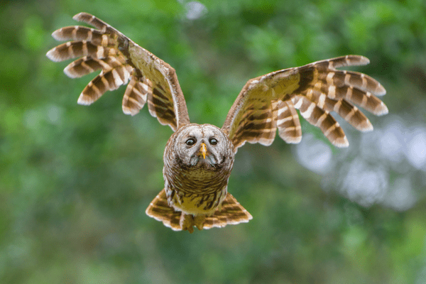 barred owl flying at camera