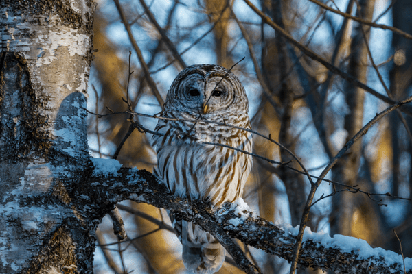 barred owl sitting on tree branch looking at camera
