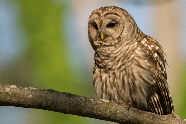 barred owl