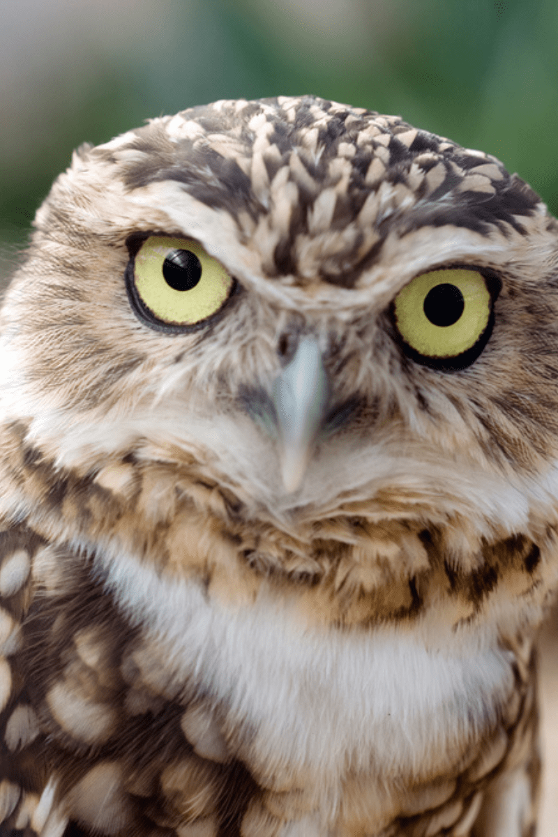 burrowing owl PIN
