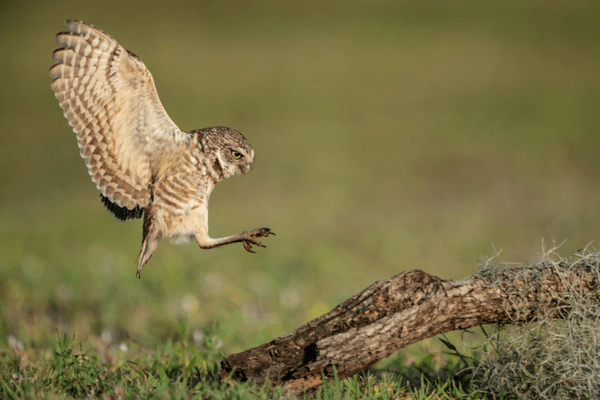 owl landing on tree bark