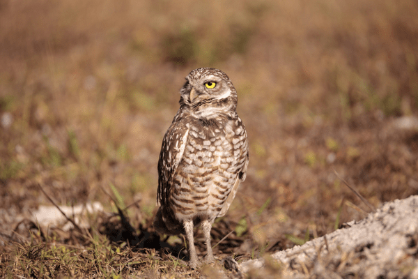 this bird standing in a field