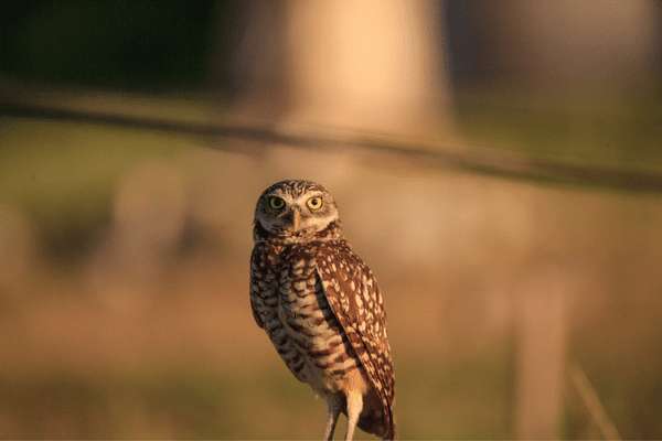 burrowing owl staring at camera
