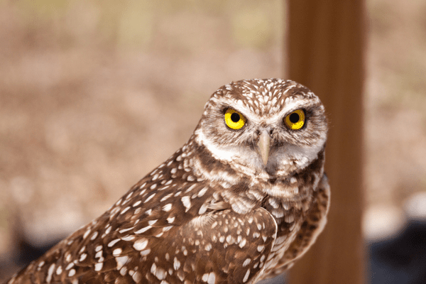 burrowing owl with very yellow eyes staring at the camera